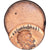Moneta, USA, Lincoln Cent, Cent, Uncertain date, Off-centered, MS(60-62), Miedź