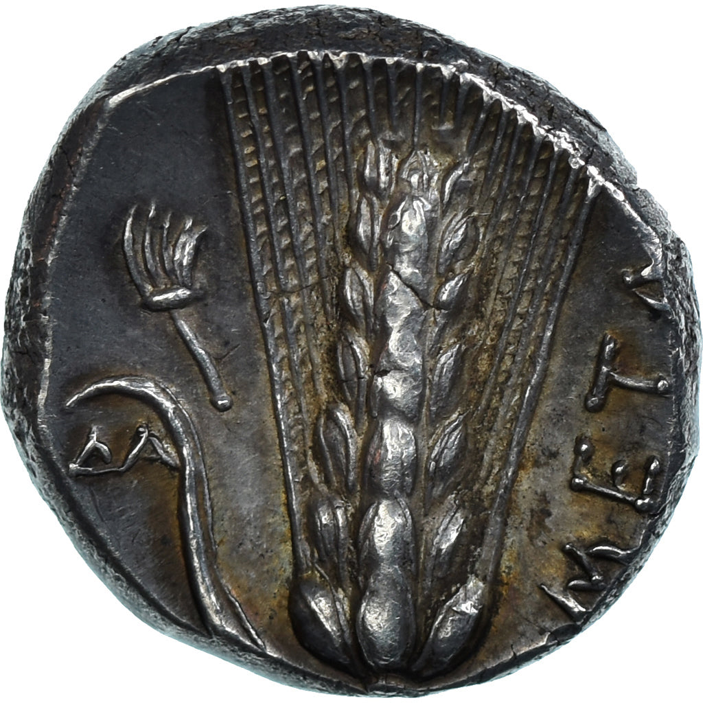 Lucania, Nomos, ca. 330-290 BC, Metapontion, Silver, NGC, Ch XF★ 5/5-5/5
