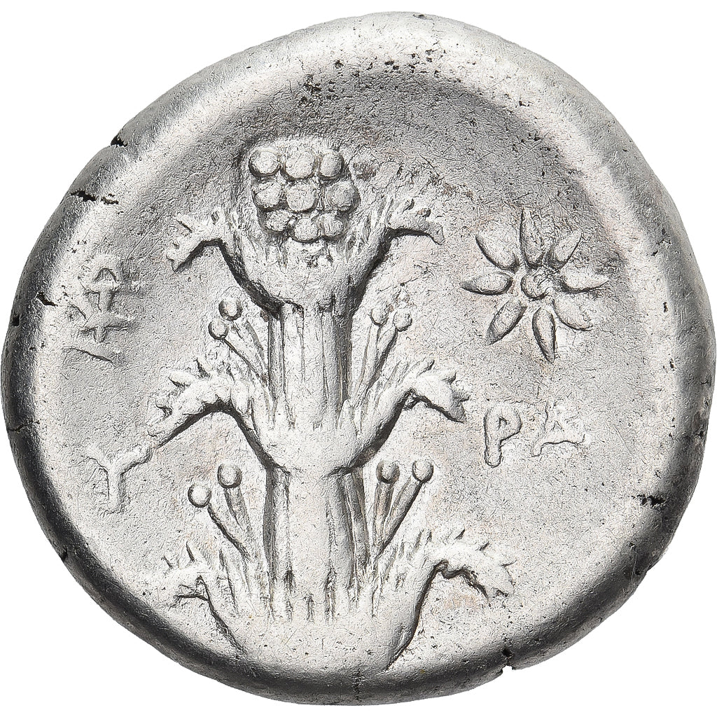 Kyrenaica, Magas, Didrachm, ca. 294-275 BC, Kyrene, Silver, VF(30-35)