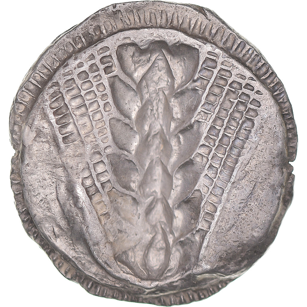 Lucânia, Nomos, ca. 510-470 BC, Metapontum, Prata, AU(50-53), HGC:1-1028, HN