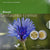 Luxemburgo, 5 Euro, 2016, Bleuet Centaurea Cyanus.FDC BE, FDC, Silver & Nordic