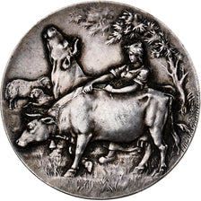 Frankreich, Medaille, Concours d'Agriculture, Race Flamande, Saint-Omer, 1901