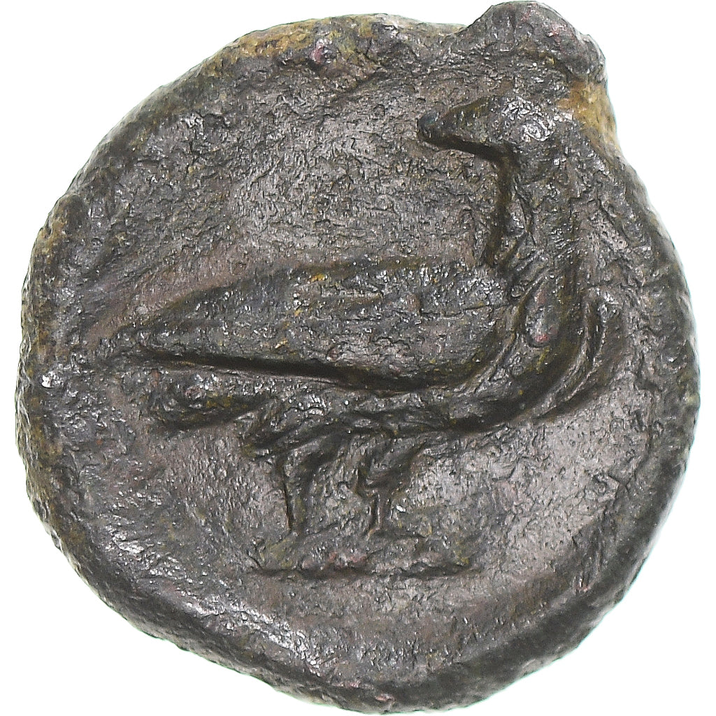Monnaie, Sicile, Æ, 287-279 BC, Agrigente, TTB, Bronze, HGC:2-168var