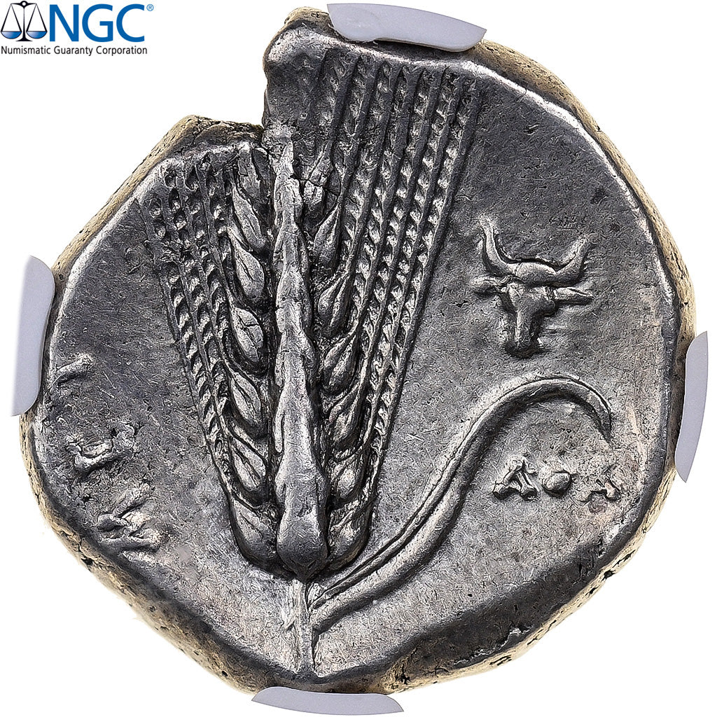 Lucania, Nomos, 330-280 BC, Metapontum, Silver, NGC, Ch VF, HN Italy:1584