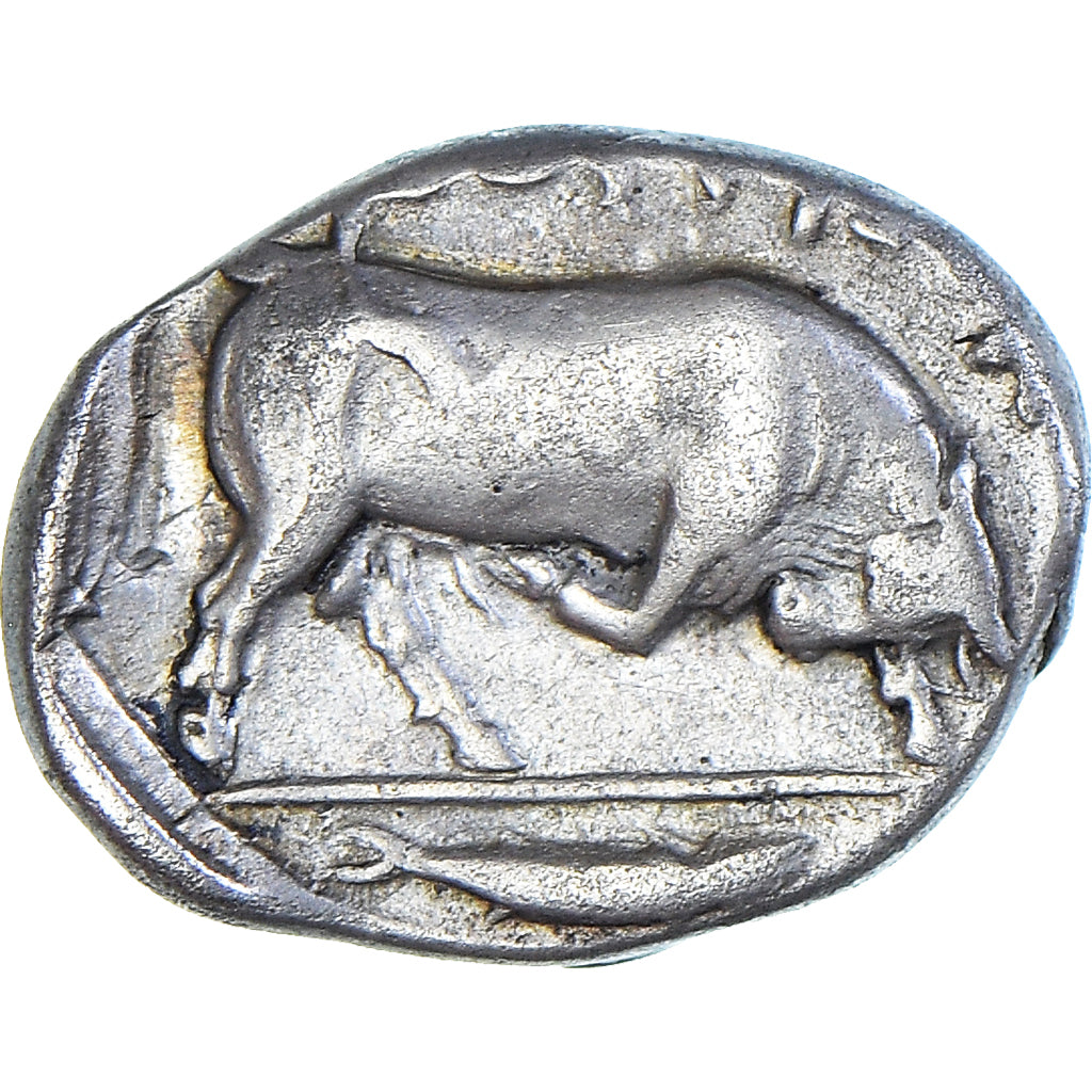 Moneta, Lucania, Stater, ca. 400-350 BC, Thourioi, EF(40-45), Srebro, HN