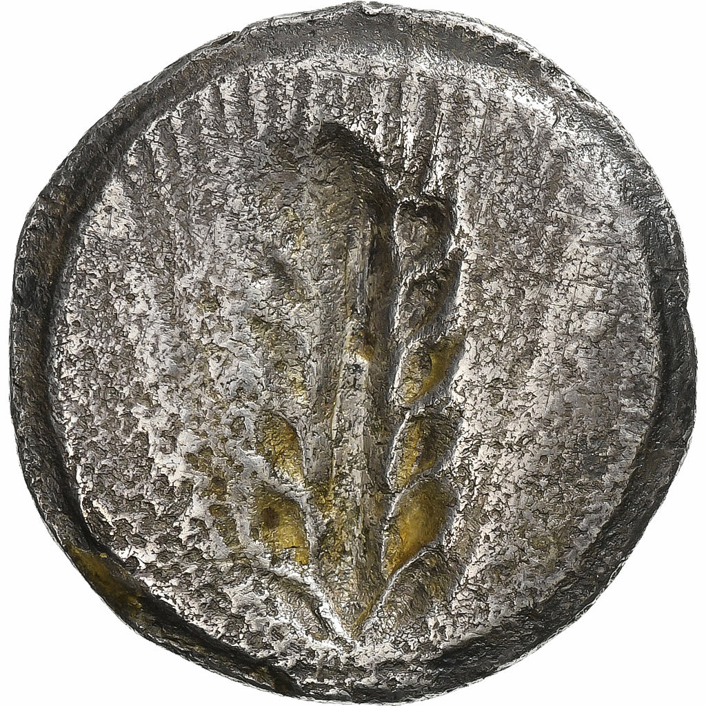 Nomos, v. 540-510 av. J.-C. Métaponte, Argent, TB, HGC:1027