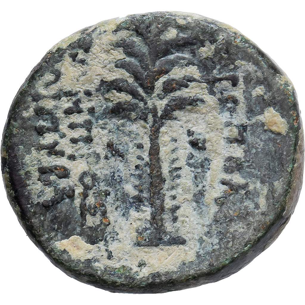 Phoenicia, Æ Unit, 2nd-1st centuries BC, Tyre, Bronzo, MB