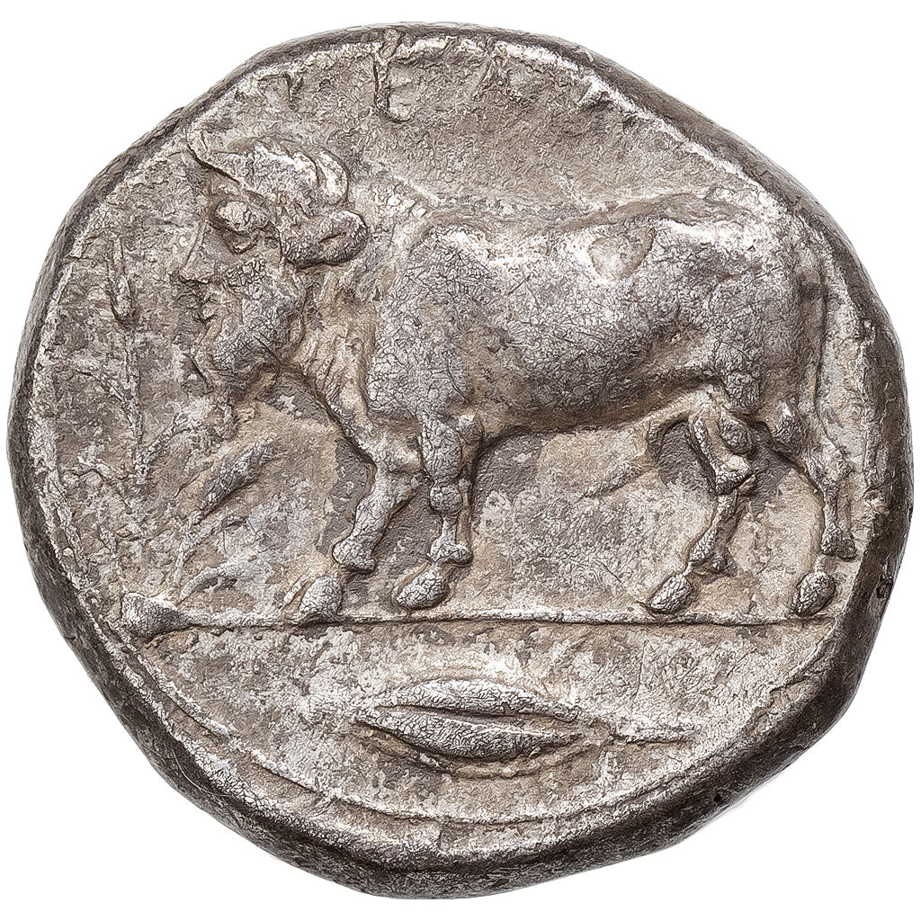 Sicily, Tetradrachm, ca. 415-405 BC, Gela, Argento, BB