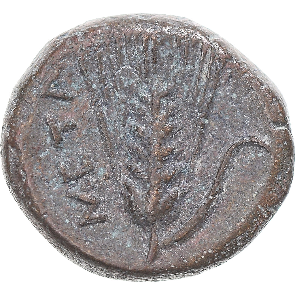 Moeda, Lucânia, Æ, ca. 300-250 BC, Metapontion, VF(30-35), Bronze, HN