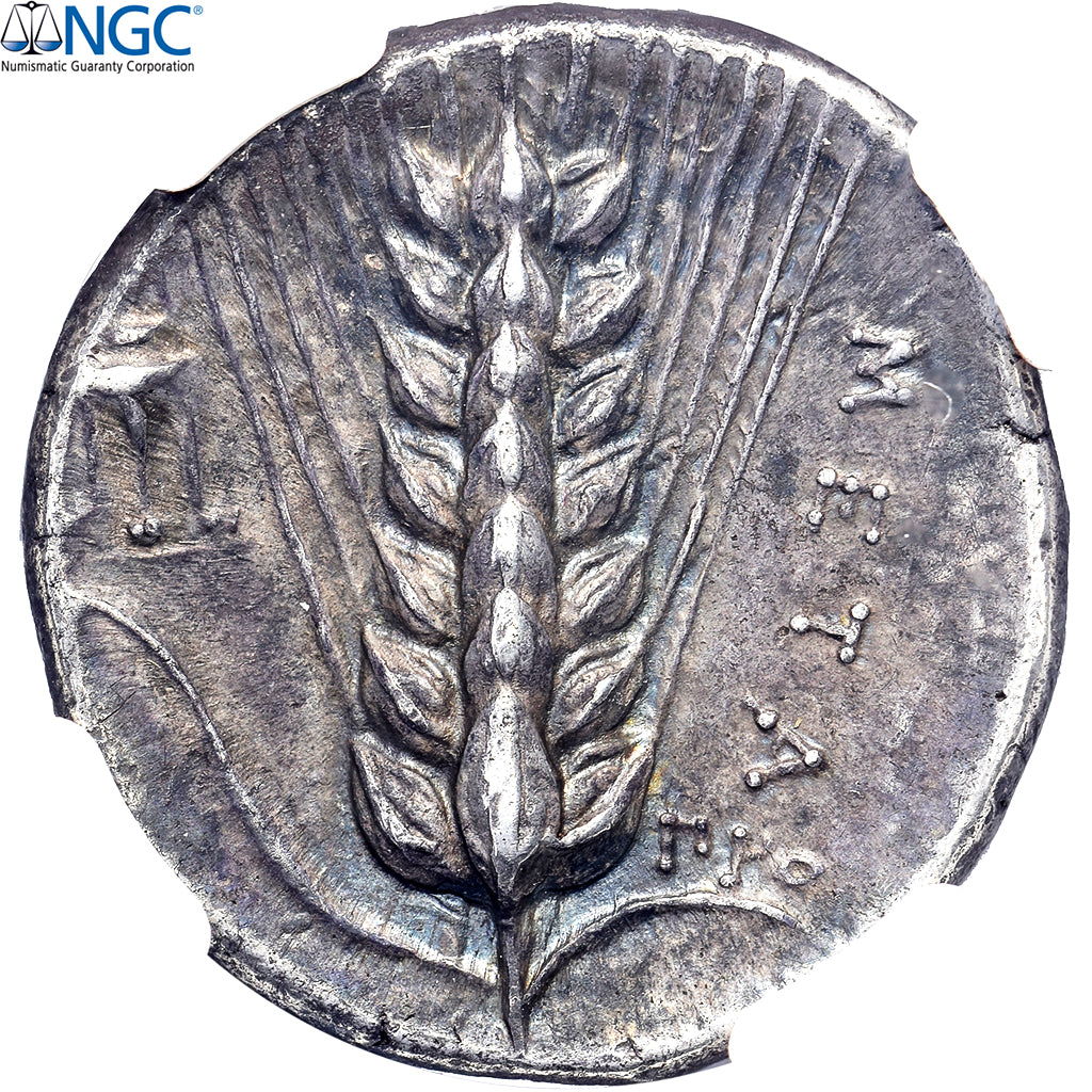 Lucania, Nomos, ca. 340-330 BC, Metapontum, Argento, NGC, Ch XF 5/5 5/5