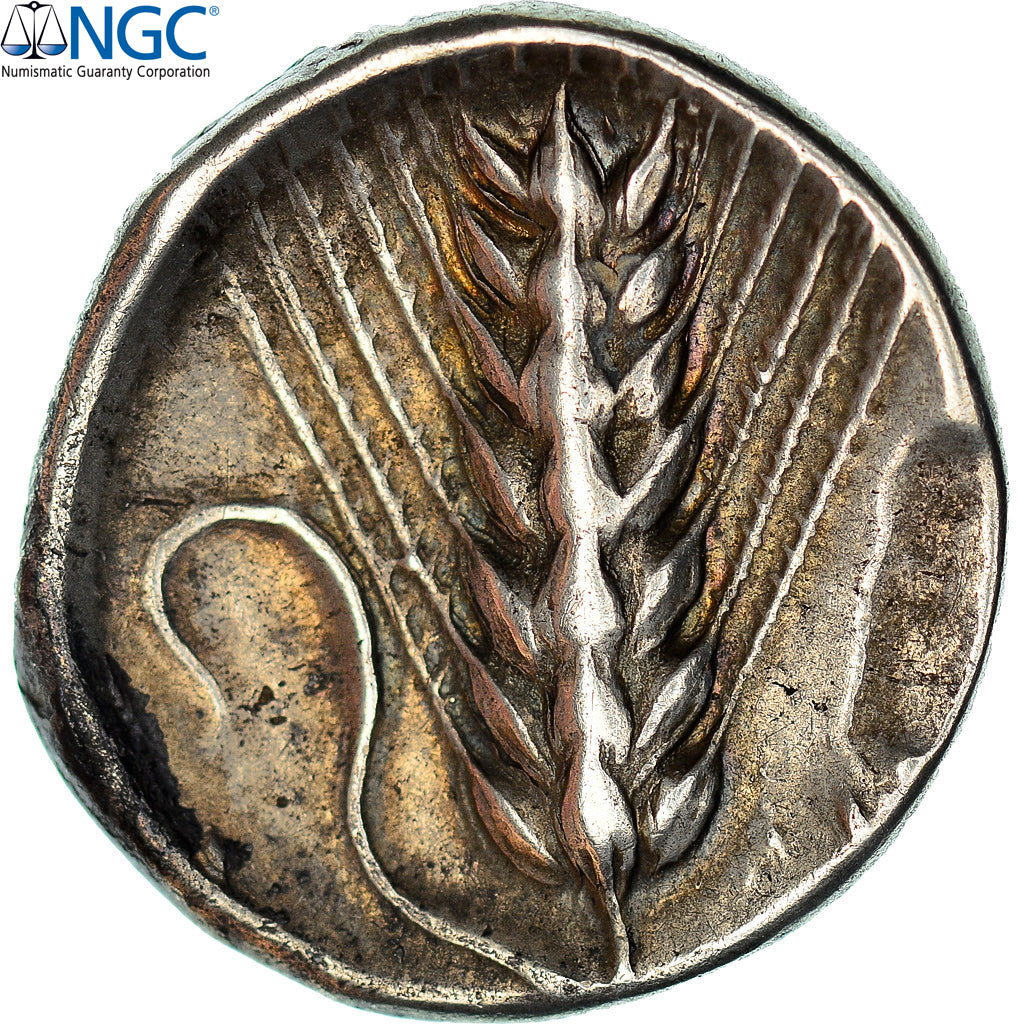 Lucania, Nomos, ca. 400-340 BC, Metapontum, Silber, NGC, CH VF★, HGC:1-1050
