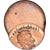 Coin, United States, Lincoln Cent, Cent, Uncertain date, Off-centered