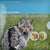 Luxembourg, 5 Euro, Chat sauvage, 2015, Utrecht, CHAT SAUVAGE.BE, MS(65-70)