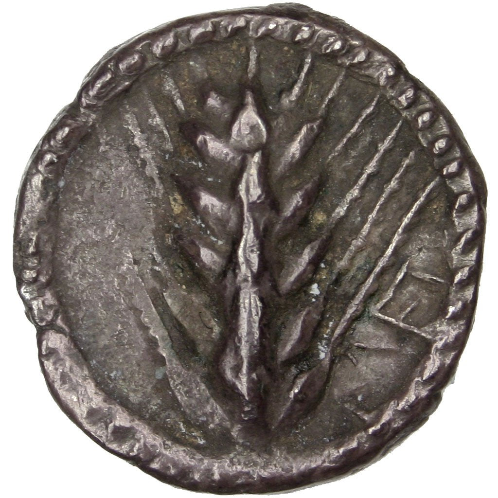 Lucania, Metaponto, Triobol, Metapontion, AU(50-53), Silver, 1.00