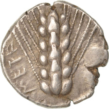Lucania, Metaponto, Stater, Metapontion, AU(50-53), Silver, 8.21