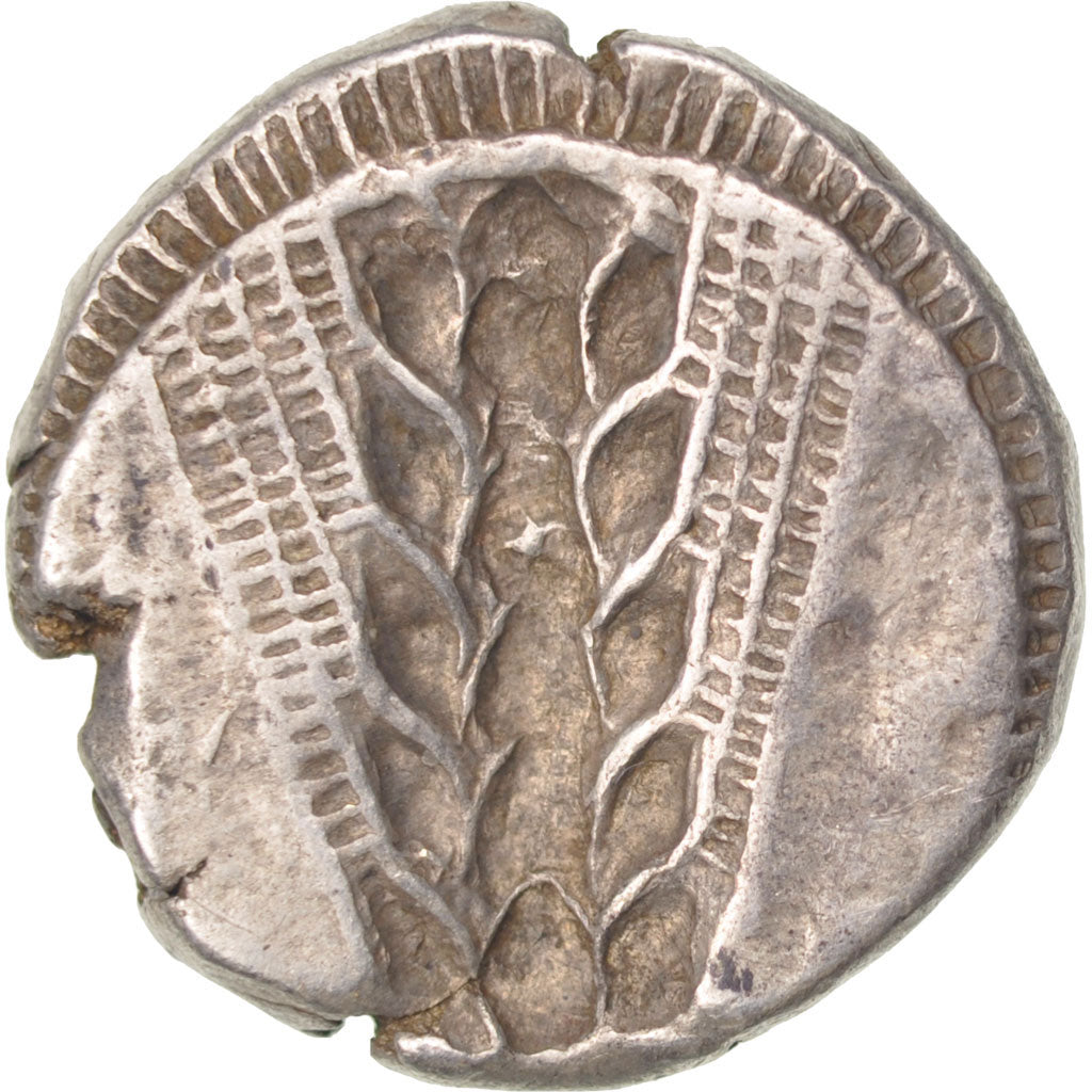 Lucania, Metaponto, Stater, Metapontion, AU(50-53), Silver, 8.21