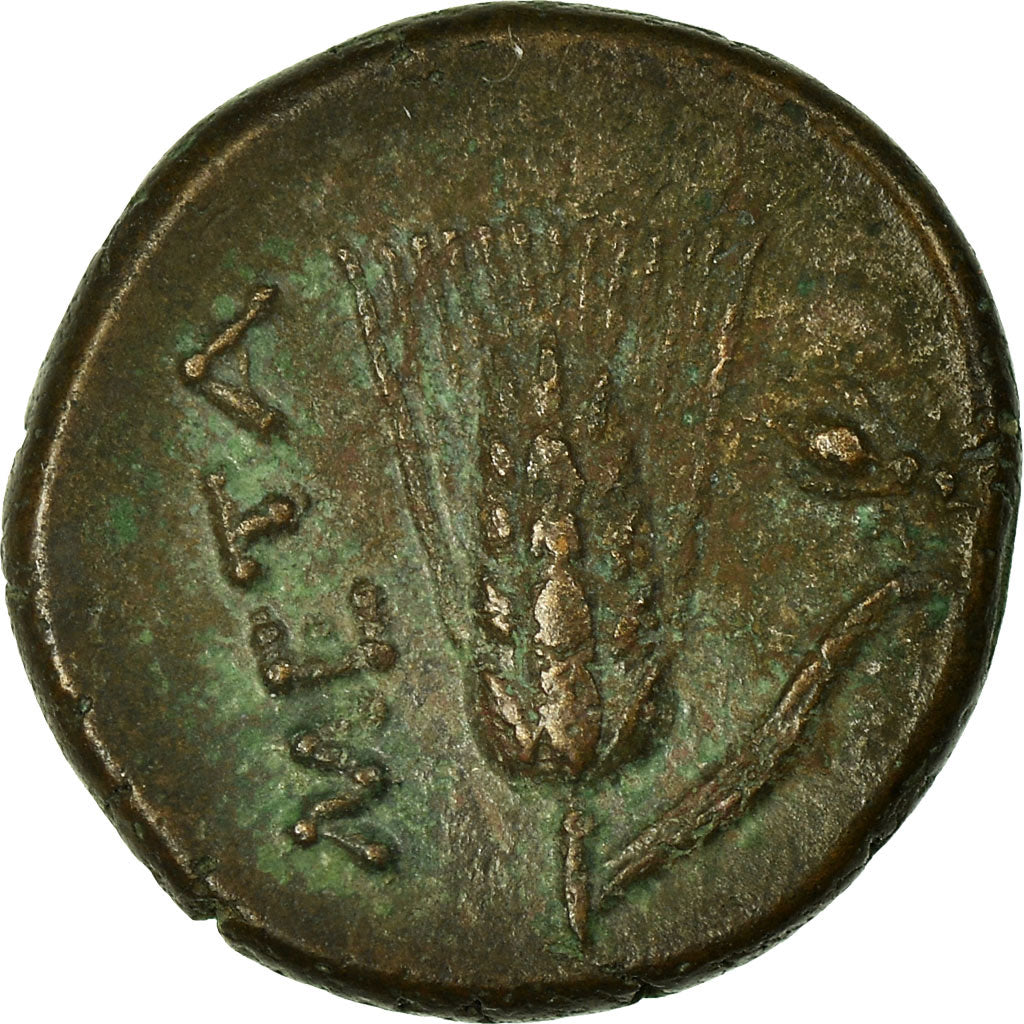 Coin, Lucania, Metapontion, Bronze, Metapontion, AU(55-58), Bronze