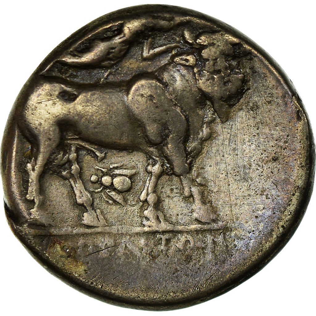 Coin, Campania, Didrachm, 320-300 BC, Neapolis, EF(40-45), Silver, SNG ANS:349