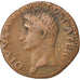 Augustus, Dupondius, Roma, EF(40-45), Copper, Cohen #247, 10.20