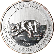 Moneta, Canada, Polar Bear, 8 Dollars, 2013, 1-1/2 Oz, SPL+, Argento