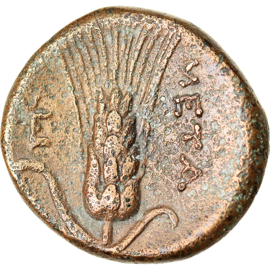 Moneta, Lucania, Metapontion, Bronze Æ, 300-250 BC, BB, Bronzo, HN Italy:1693