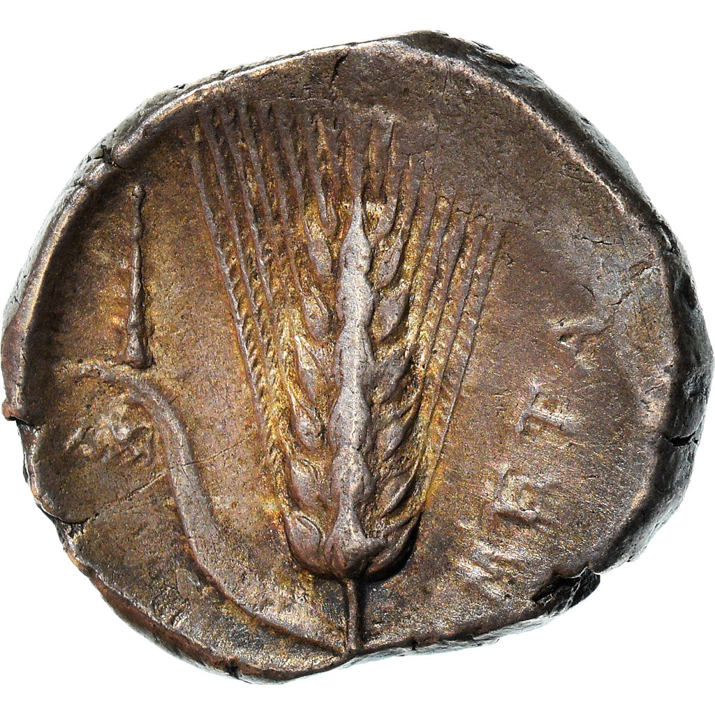 Munten, Lucanië, Metaponto, Stater, 340-330 BC, Metapontion, ZF+, Zilver, SNG